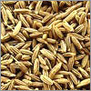 कमिन बीज