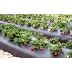 MULCH FILM - Premium Quality Polyethylene, 4 Mil Thickness , UV Resistant and Weatherproof