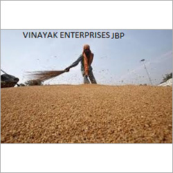 Wheat Grain