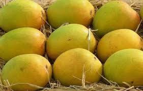 Open Air Alphonso Mango