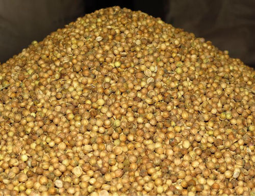 Coriander Seed
