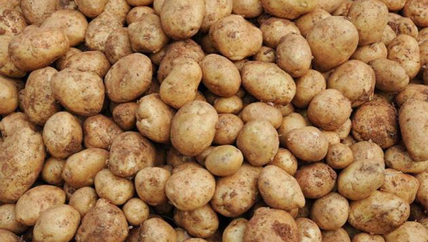 Fresh Potato