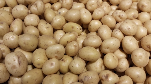 Fresh Potato