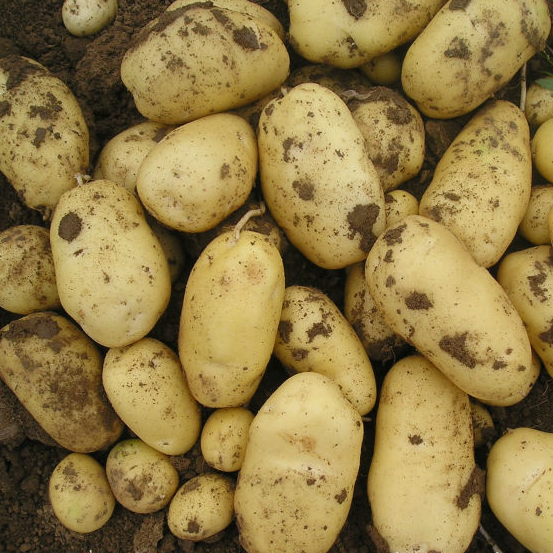 Fresh Potato