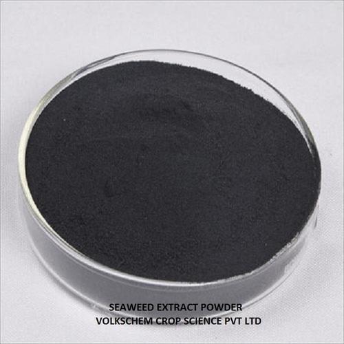 Seaweed Powder - 25 kg Black Shiny Granules | 100% Purity, Anti-Fungal & Anti-Viral, Agricultural Grade