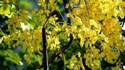 Amaltas Extract Grade: Food Grade