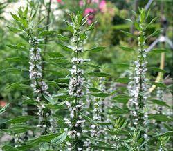 Artemisia Extract Grade: Food Grade