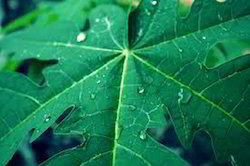 पपीता पत्ती का अर्क ग्रेड: फूड ग्रेड