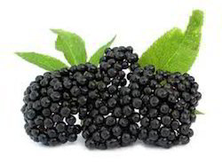 Elder Berry Extract - Age Group: For Adults