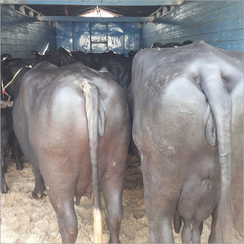 Live Stock - Female Cattle, 2-6 Years Old , High Milk Yielding Capacity, Healthy Pure Breed, Expertly Sourced