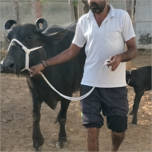 Live Stock - Female Cattle, 2-6 Years Old , High Milk Yielding Capacity, Healthy Pure Breed, Expertly Sourced