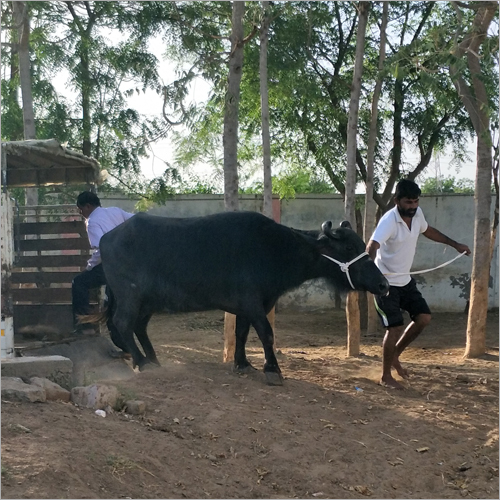 Live Stock - Female Cattle, 2-6 Years Old , High Milk Yielding Capacity, Healthy Pure Breed, Expertly Sourced