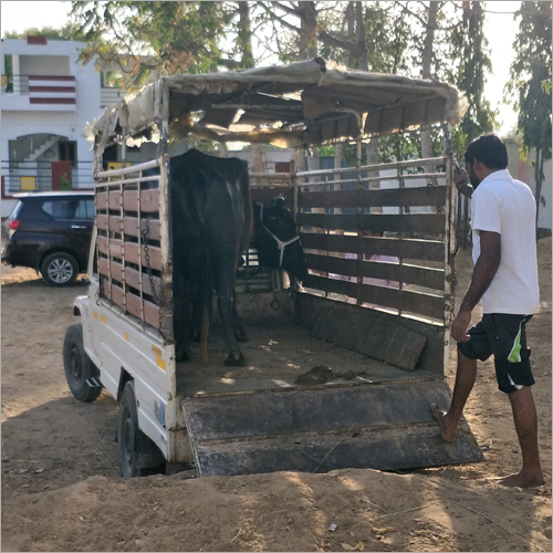 Live Stock - Female Cattle, 2-6 Years Old , High Milk Yielding Capacity, Healthy Pure Breed, Expertly Sourced