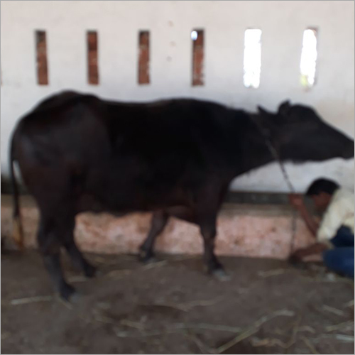 Mehsani Buffalo - 2-6 Years Old, Female, Black And Grey | Pure Breed, Excellent Milk Producer, Germ Free Climate Raised, Properly Vaccinated