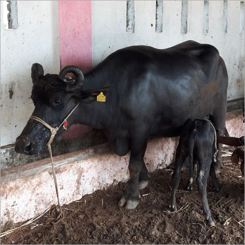 Mehsani Buffalo - 2-6 Years Old, Female, Black And Grey | Pure Breed, Excellent Milk Producer, Germ Free Climate Raised, Properly Vaccinated