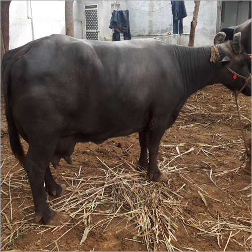 Mehsani Buffalo - 2-6 Years Old, Female, Black And Grey | Pure Breed, Excellent Milk Producer, Germ Free Climate Raised, Properly Vaccinated