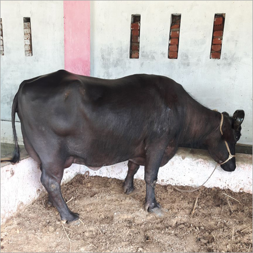 Black Murrah Buffalo