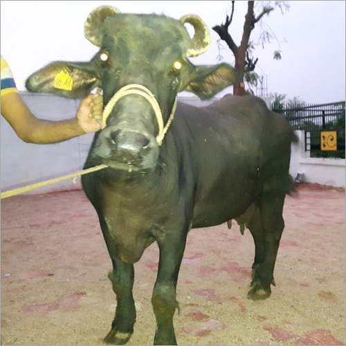 Black Murrah Buffalo