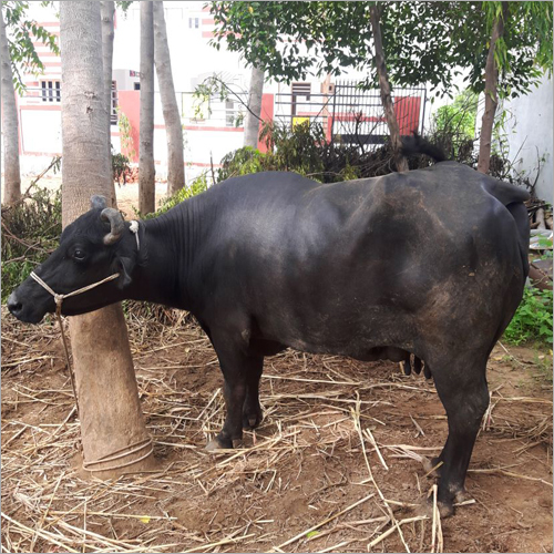 Black Murrah Buffalo