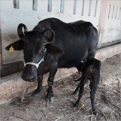 Black Murrah Buffalo