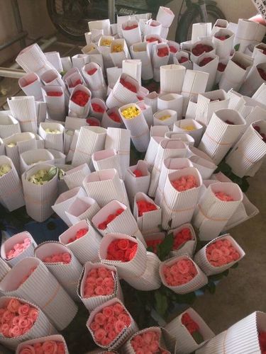 Dutch Roses - Fresh Flowers, 60 cm Size, Red Color, 80 cm Stem Length, Shelf Life of 2 Days | Ideal for Export, Domestic Use & Decoration