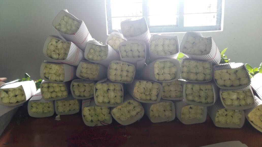 Dutch Roses - Fresh Flowers, 60 Cm Size, Red Color, 80 Cm Stem Length, Shelf Life Of 2 Days | Ideal For Export, Domestic Use & Decoration