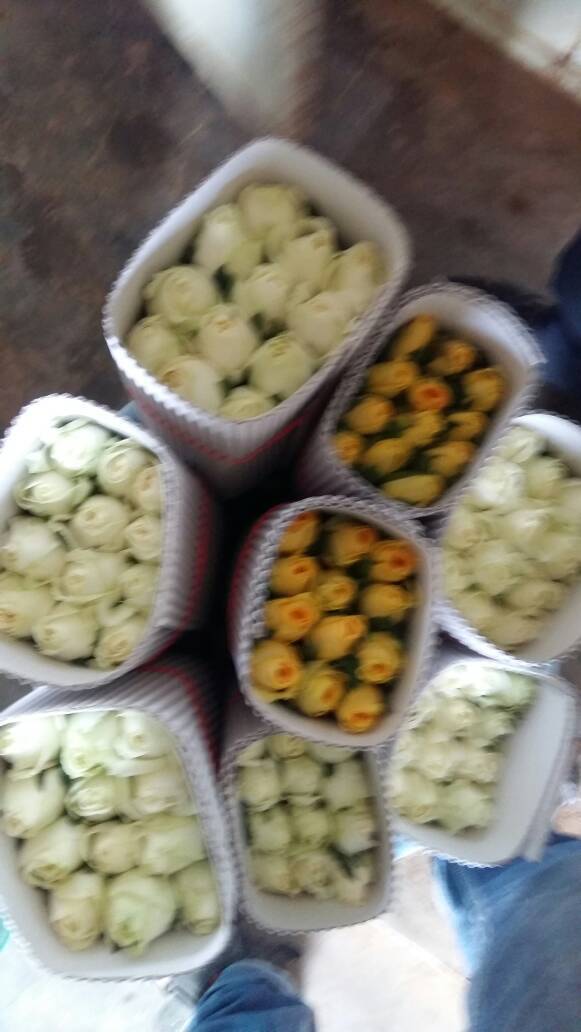 Dutch Roses - Fresh Flowers, 60 Cm Size, Red Color, 80 Cm Stem Length, Shelf Life Of 2 Days | Ideal For Export, Domestic Use & Decoration