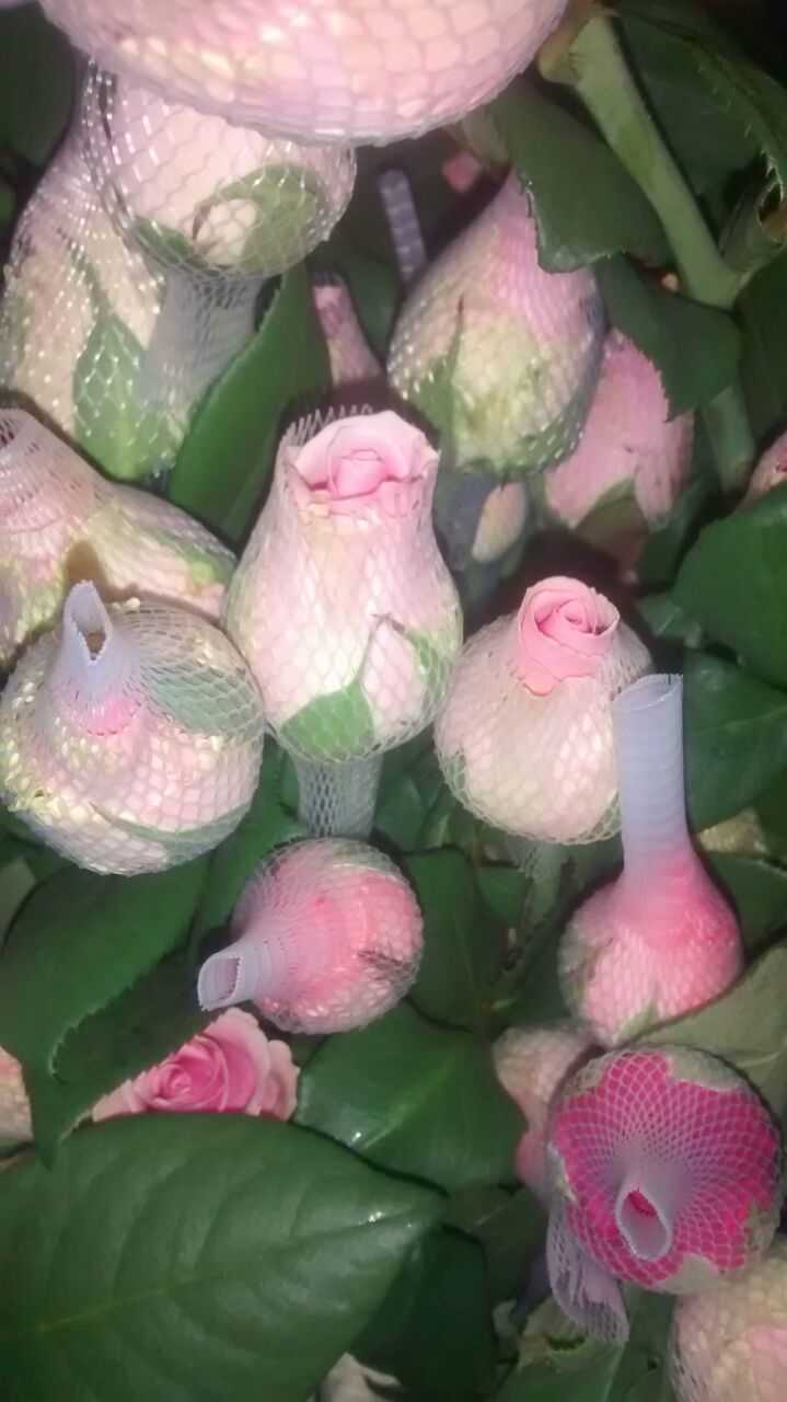 Dutch Roses - Fresh Flowers, 60 Cm Size, Red Color, 80 Cm Stem Length, Shelf Life Of 2 Days | Ideal For Export, Domestic Use & Decoration