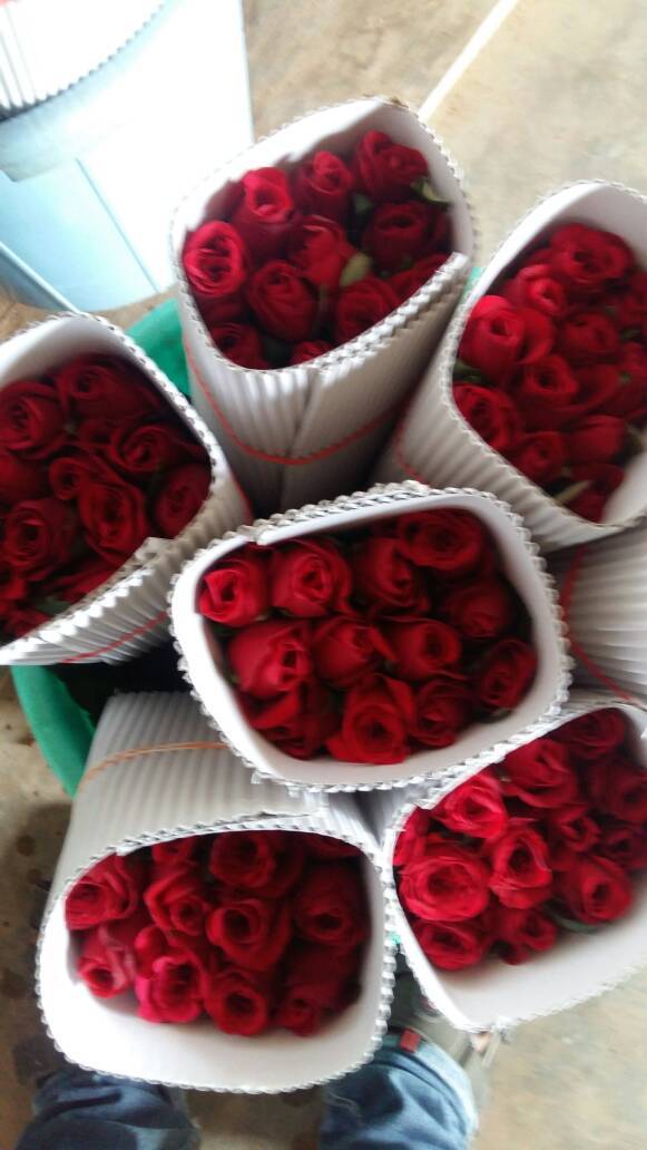 Dutch Roses - Fresh Flowers, 60 Cm Size, Red Color, 80 Cm Stem Length, Shelf Life Of 2 Days | Ideal For Export, Domestic Use & Decoration