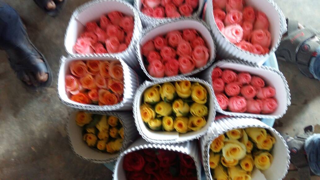Dutch Roses - Fresh Flowers, 60 Cm Size, Red Color, 80 Cm Stem Length, Shelf Life Of 2 Days | Ideal For Export, Domestic Use & Decoration
