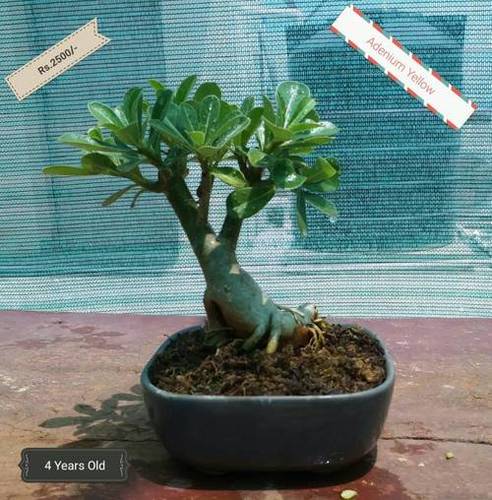 Bonsai Flower Plant - Ceramic Gray Pot, 12 Inches Height, 4-Year-Old Adenium Yellow