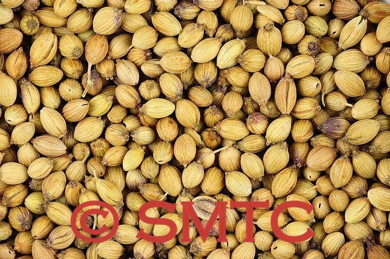Coriander Seeds