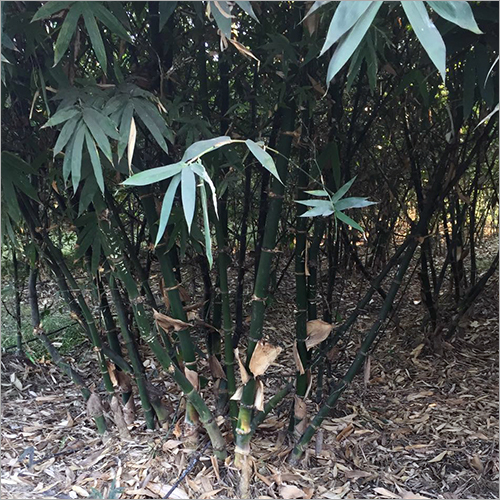 Bamboo Pole And Bamboo Stick