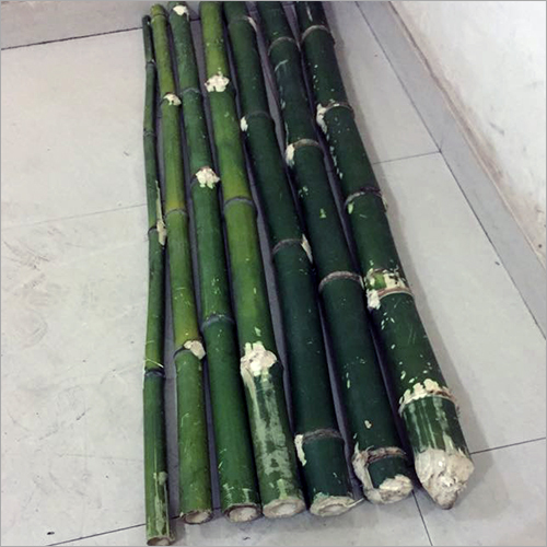 Green Bamboo Pole