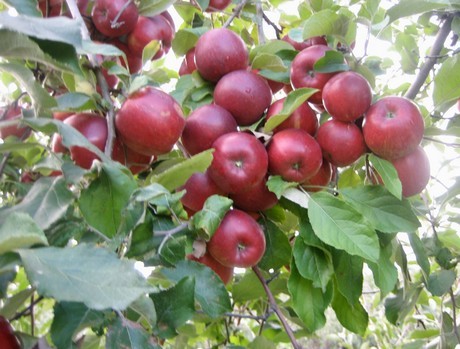 Round Fresh Apple