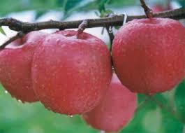 Round Fresh Apple