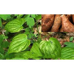 Wild Yam Extract - Grade: Food Grade