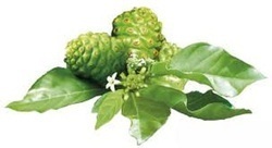 नोनी एक्सट्रैक्ट