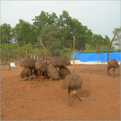 उच्च नस्ल का एमू पक्षी