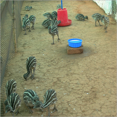 EMU चूजों