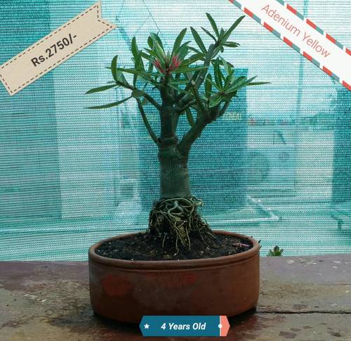Bonsai Flower Plant - 12x10 Inches, Green Adenium Yellow in 8 Inch Pot, 4 Years Old