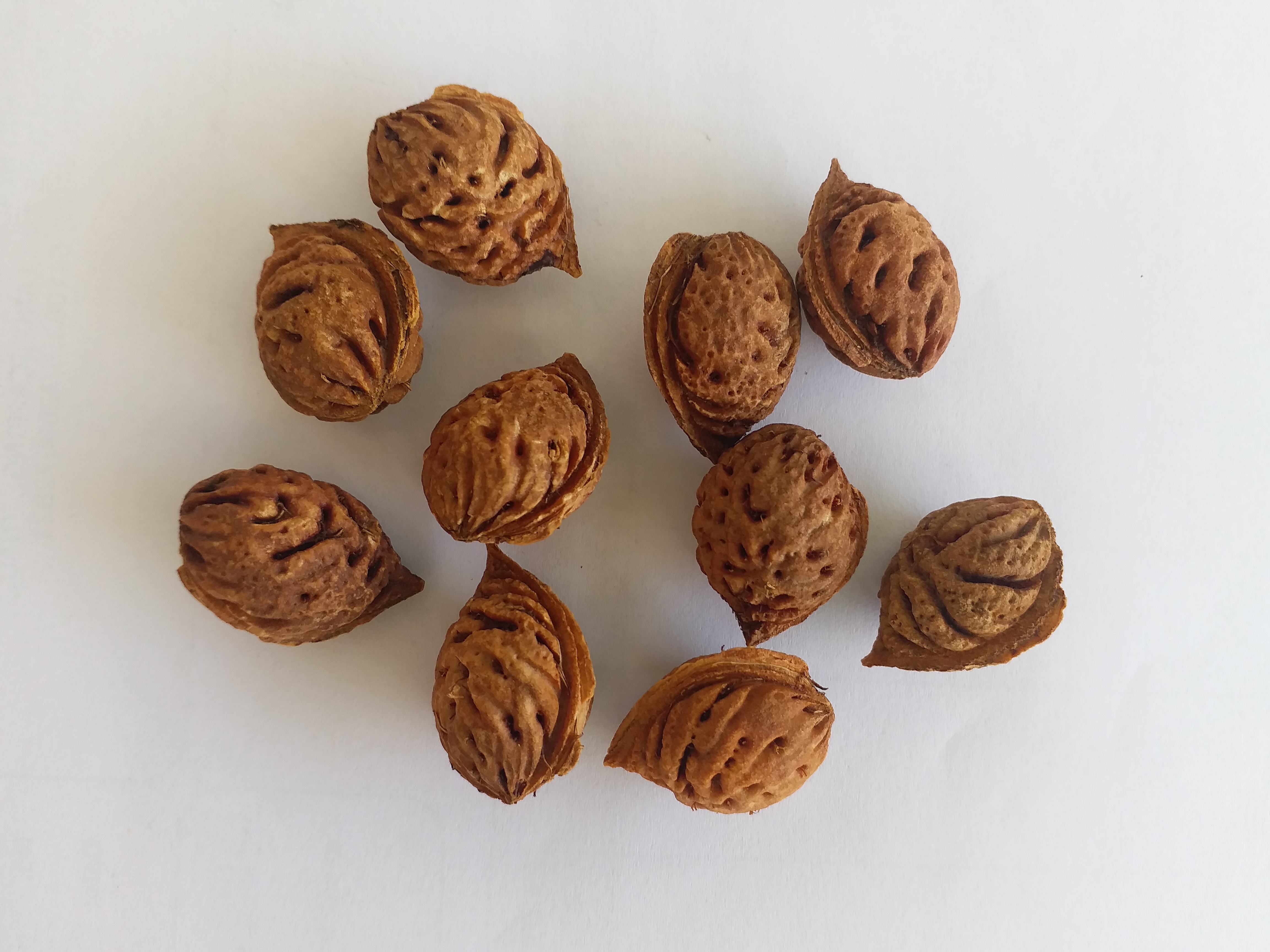 Peach Tree Seed