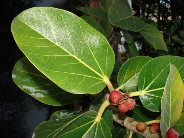 Ficus Religiosa Tree Seeds