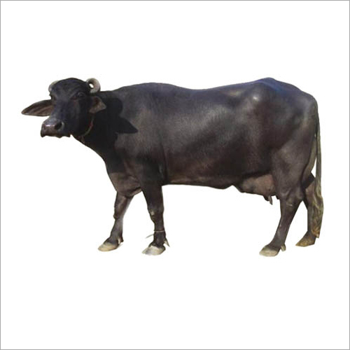 Black Surti Buffalo