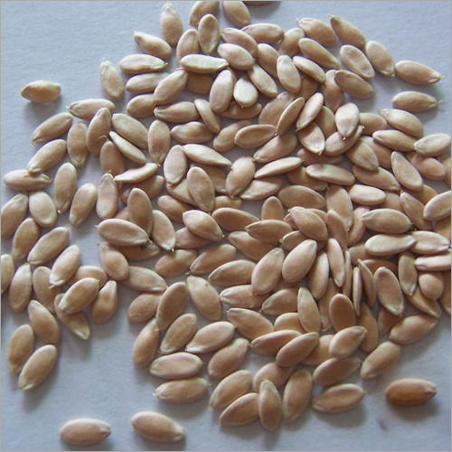 White Hybrid Cucumber Seeds