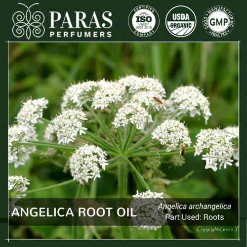 Angelica Root Oil Age Group: All Age Group