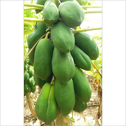 हरा पपीता