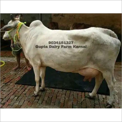 White Hariana Cow