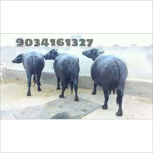 काली गैर गर्भवती मुर्रा भैंस