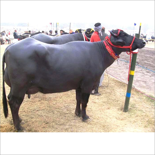 Black Murrah Buffalo